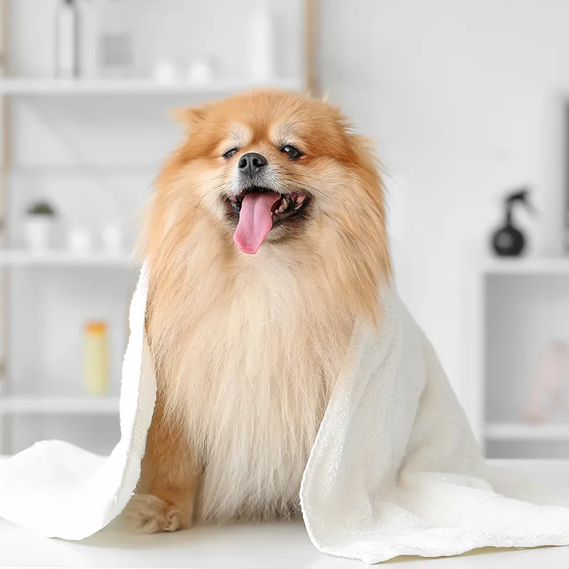 pet grooming